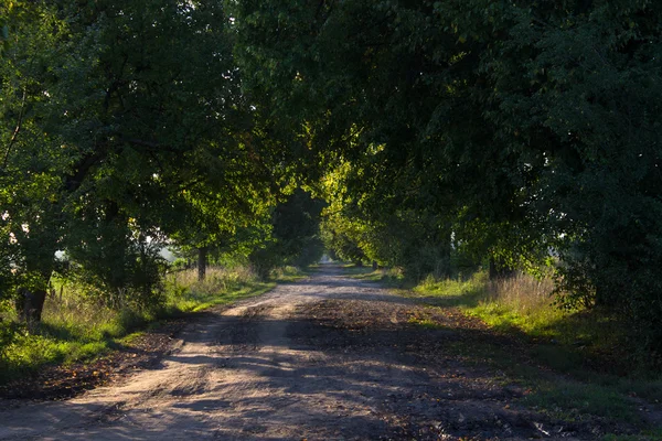 Дорога между деревьями — стоковое фото