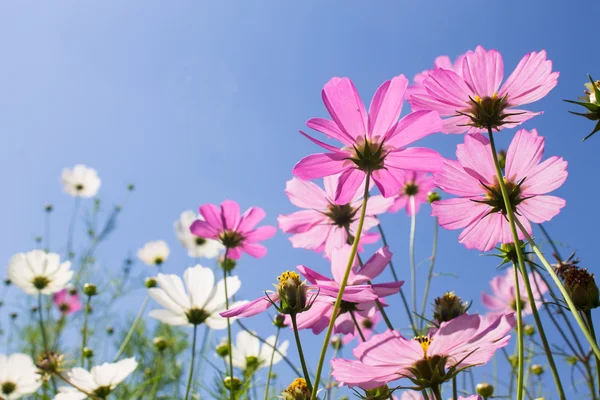 Flores en el fondo del cielo —  Fotos de Stock