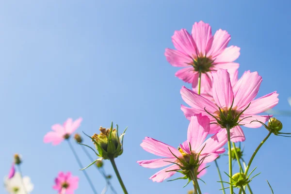 Rosa blommor — Stockfoto