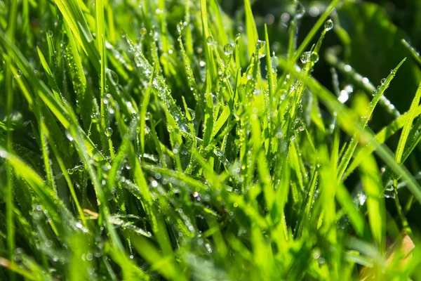 Green wet grass background — Stock Photo, Image