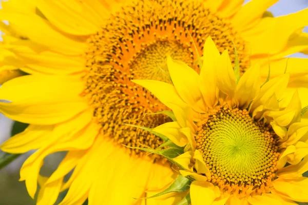 Twee zonnebloemen — Stockfoto