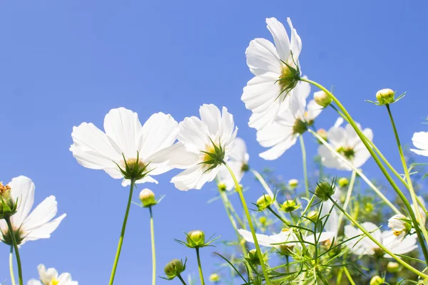 Hvite blomster på himmelbakgrunn – stockfoto