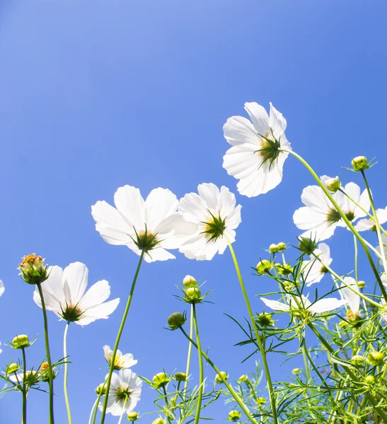 Hvite blomster – stockfoto