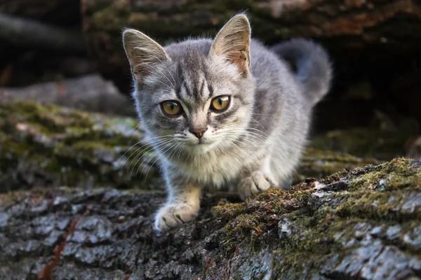 küçük kedi