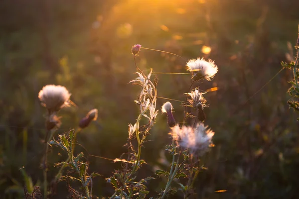 Autumn flowers — Stock Photo, Image