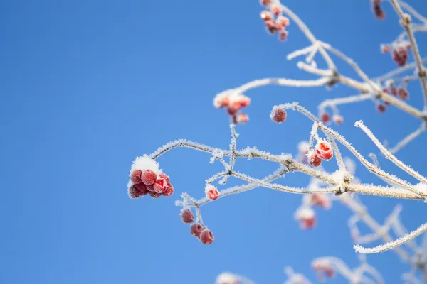 Branche Viburnum sur fond bleu ciel — Photo