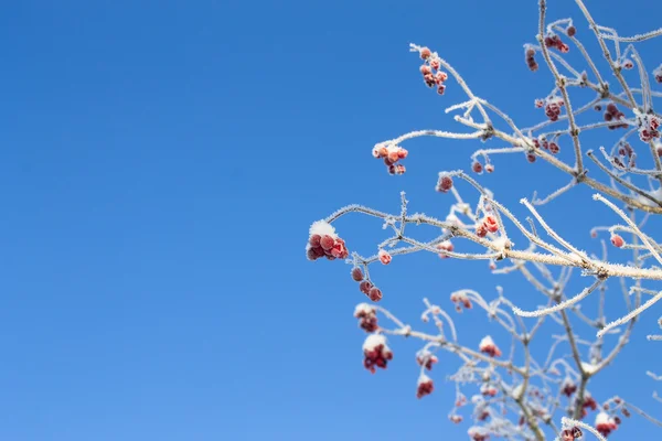 Viburnum árvore no fundo do céu azul — Fotografia de Stock