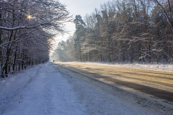 Pines op besneeuwde veld — Stockfoto