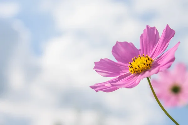 Rosa blomma på mulen himmel — Stockfoto