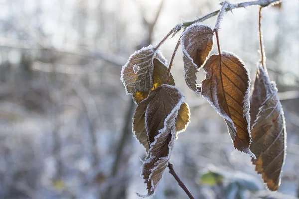 Fryst blad — Stockfoto