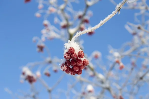 Viorne rouge congelé sur fond de ciel bleu — Photo