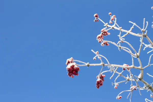 Árbol viburno rojo congelado sobre fondo azul del cielo — Foto de Stock