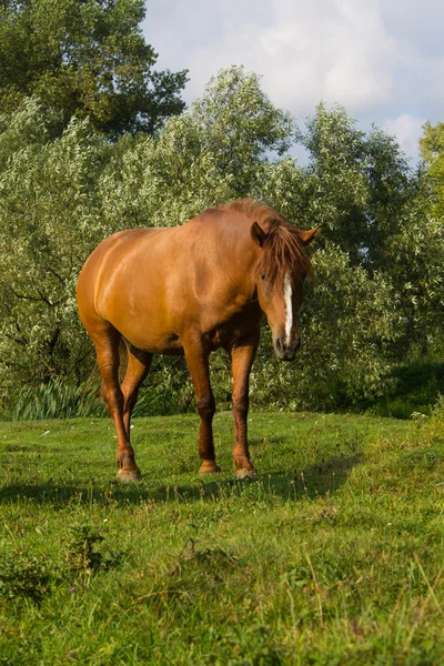 Cavalo castanho — Fotografia de Stock