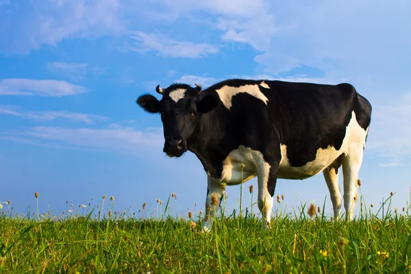 Коровьи глаза — стоковое фото