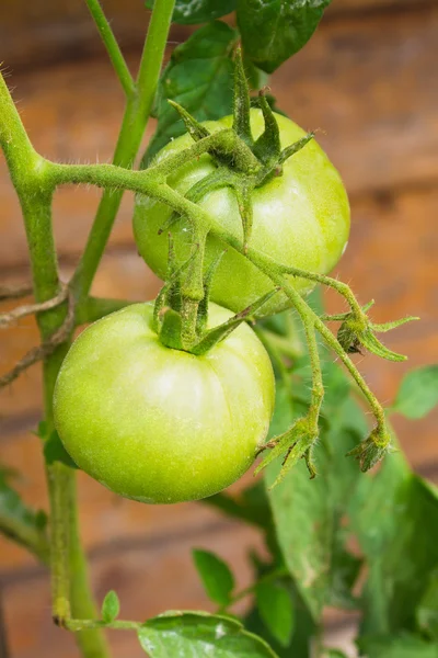 Groene tomaat groeien — Stockfoto