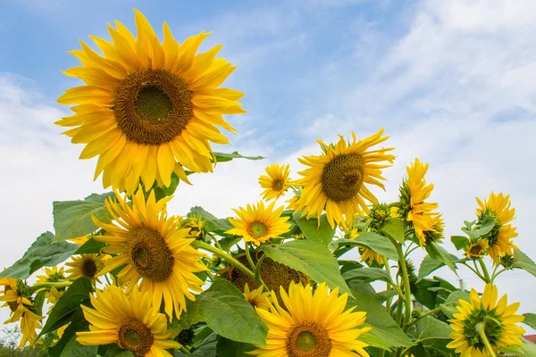 Gele zonnebloemen op blauwe en witte bewolkte hemelachtergrond — Stockfoto