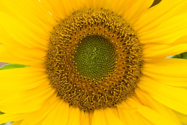 Grote gele zonnebloem — Stockfoto
