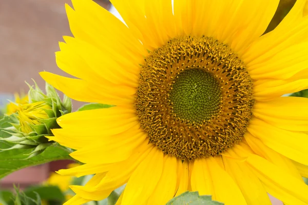 Grote gele zonnebloem — Stockfoto