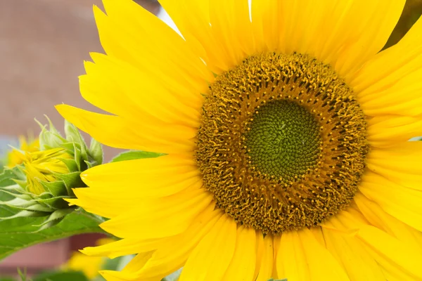 Grote gele zonnebloem — Stockfoto