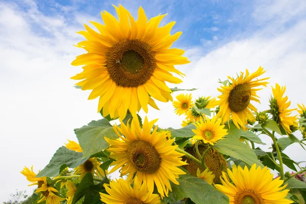 Solrosor på mulen himmel bakgrund — Stockfoto