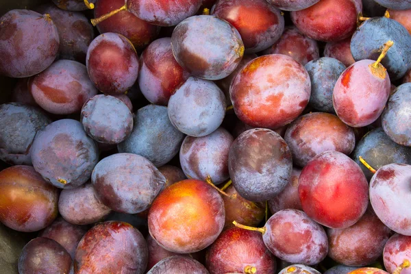 Plums background Stock Picture
