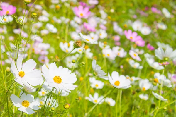 Bright spring flowers background — Stock Photo, Image