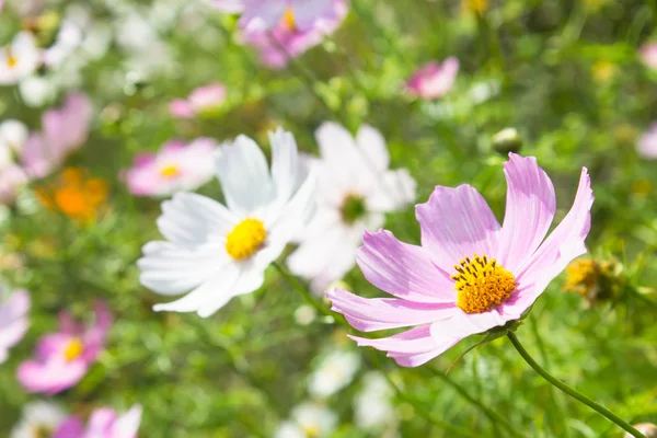 Blumen Hintergrund — Stockfoto