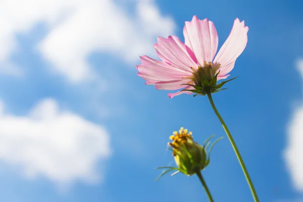 Blomväxter — Stockfoto