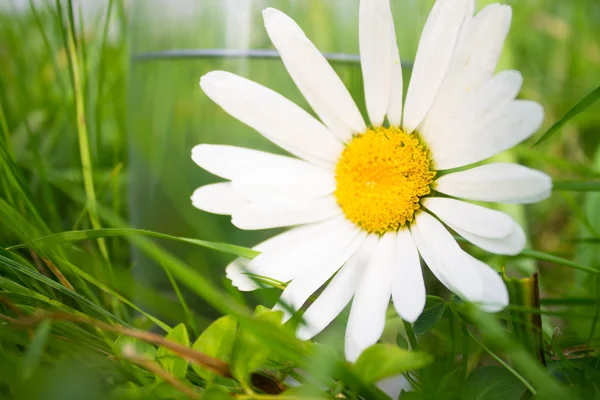 White daisy near glass of water in green grass — Stock Photo, Image