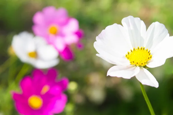 白い春の花 — ストック写真