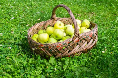 çimenlerin üzerinde elma sepeti