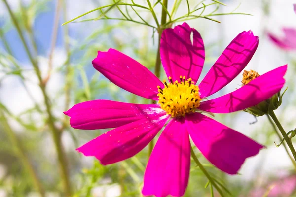 Leuchtend rosa Blüte — Stockfoto