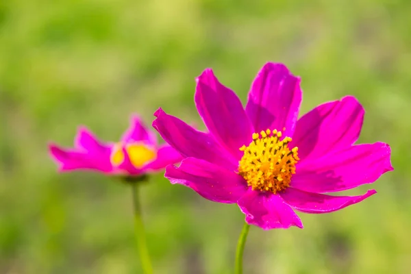 Leuchtend rosa Blume auf grünem Gras Hintergrund — Stockfoto