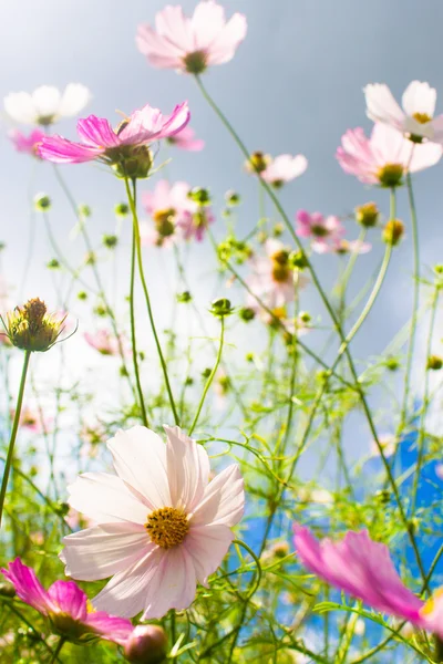 Bright spring flowers — Stock Photo, Image