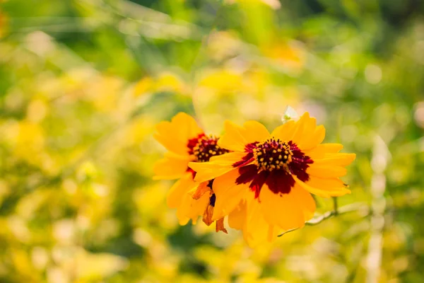 鮮やかな黄色の花 — ストック写真