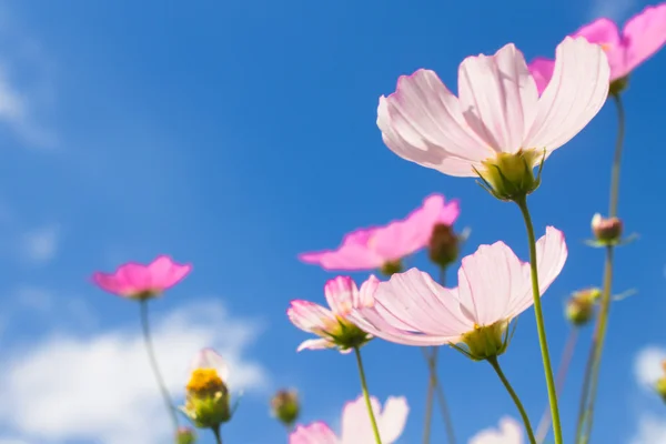 Blommor på blå himmel baclground — Stockfoto