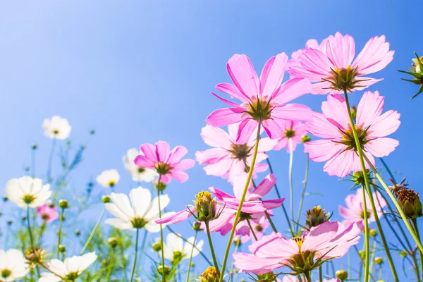 Flores en el fondo del cielo —  Fotos de Stock