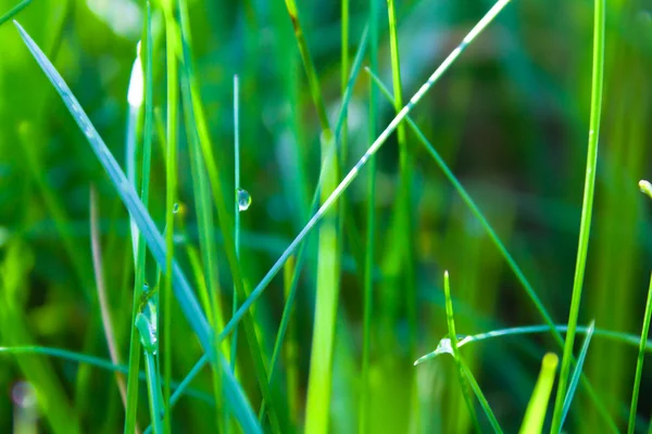 Green grass background with water drops — Stock Photo, Image