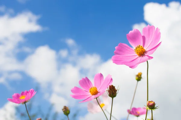 Blommor på himmel bakgrund — Stockfoto