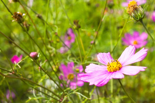 Růžový květ na zelené trávě pozadí — Stock fotografie