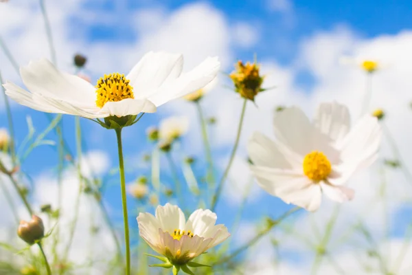 Vita blommor på blå himmel bakgrund — Stockfoto