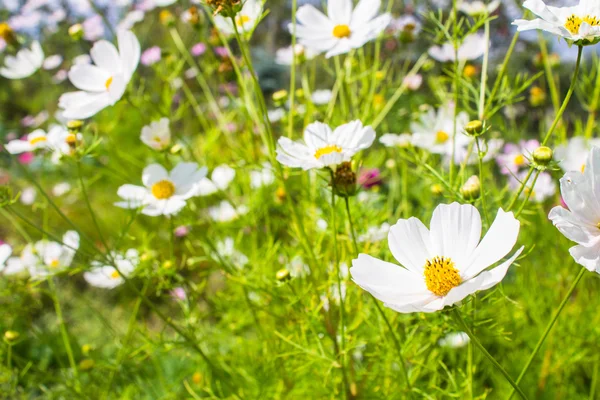 Bílé květy v zelené trávě pozadí — Stock fotografie