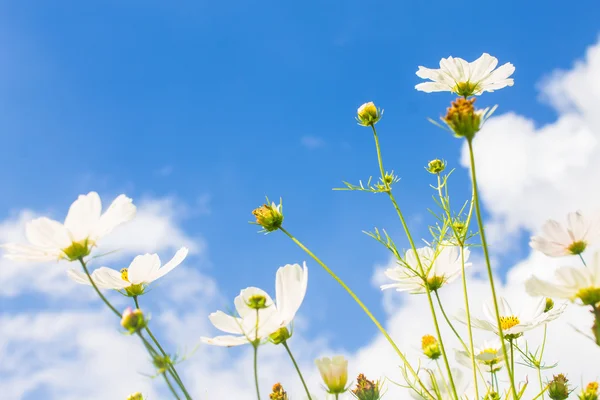 Hvite blomster på overskyet blå himmelbakgrunn – stockfoto