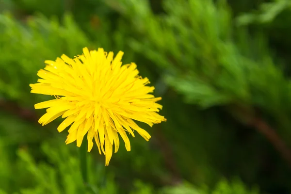 Żółty mniszek lekarski na zielonym tle trawy — Zdjęcie stockowe