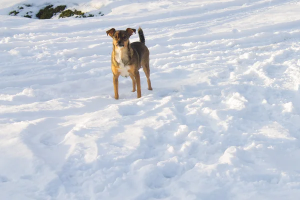 Hund på snöig väg — Stockfoto