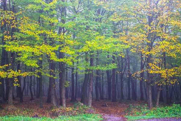 Árboles de colores en el bosque en la niebla — Foto de Stock