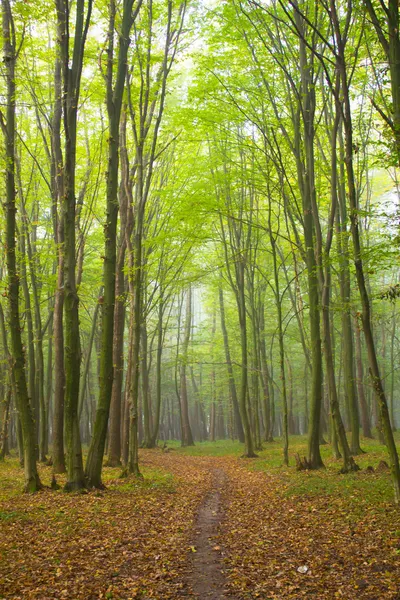 Skog — Stockfoto