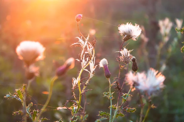 Цветы в ярком солнечном свете — стоковое фото