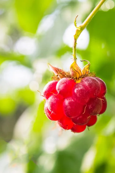 En närbild rosa hallon växer på gröna gren med törnen — Stockfoto