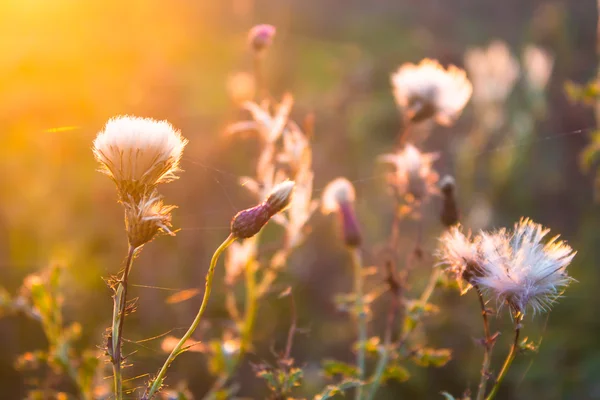 Flores en la luz del sol brillante — Foto de Stock